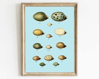 Impresión o descarga de arte de pared con huevos de pájaro, ilustración antigua vintage azul, bosque, naturaleza, rústico, casa de campo, decoración para enmarcar PCD1