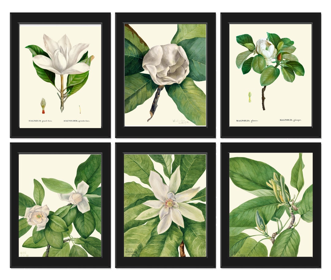 White Magnolia BOTANICAL Print SET of 6 Prints Antique Vintage - Etsy