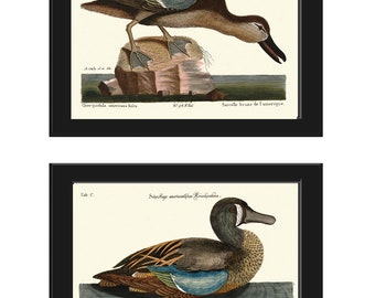 Duck Bird Print Set of 2 Beautiful Antique Vintage Blue Brown Gray Nature Lake River Cottage Home Room Wall Art Interior Decor to Frame CTB