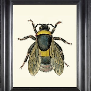 Bumblebee Bumble Bee Print Wall Art 14 Beautiful Insect Vintage Illustration Picture Drawing Ivory White Background Home Room Decor to Frame