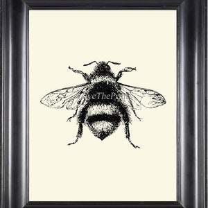 Bumblebee Bumble Bee Print Wall Art PR2 Beautiful Insect Vintage Black and White Illustration Ivory Background Home Room Decor to Frame