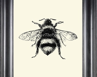 Bumblebee Bumble Bee Print Wall Art PR2 Beautiful Insect Vintage Black and White Illustration Ivory Background Home Room Decor to Frame