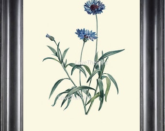 BOTANICAL PRINT Redoute Flower  Art Print 217 Beautiful Antique Blue Cornflower Wildflower Illustration to Frame Wall Decor