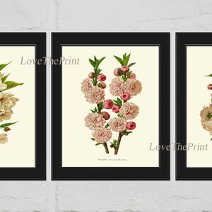 Blooming Cherry Almond Tree Print SET of 3 Prints Botanical Beautiful Antique Flowering Branches White Pink Spring Home Room Wall Decor IH