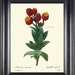 see more listings in the BOTANICAL PRINTS section