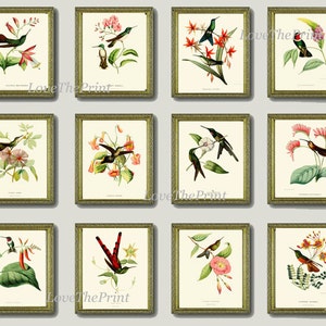 Hummingbird Print SET of 12 Art  Beautiful Antique Humminbirds Birds Tropical Pink Flowers Botanical Garden Illustration Decor to Frame