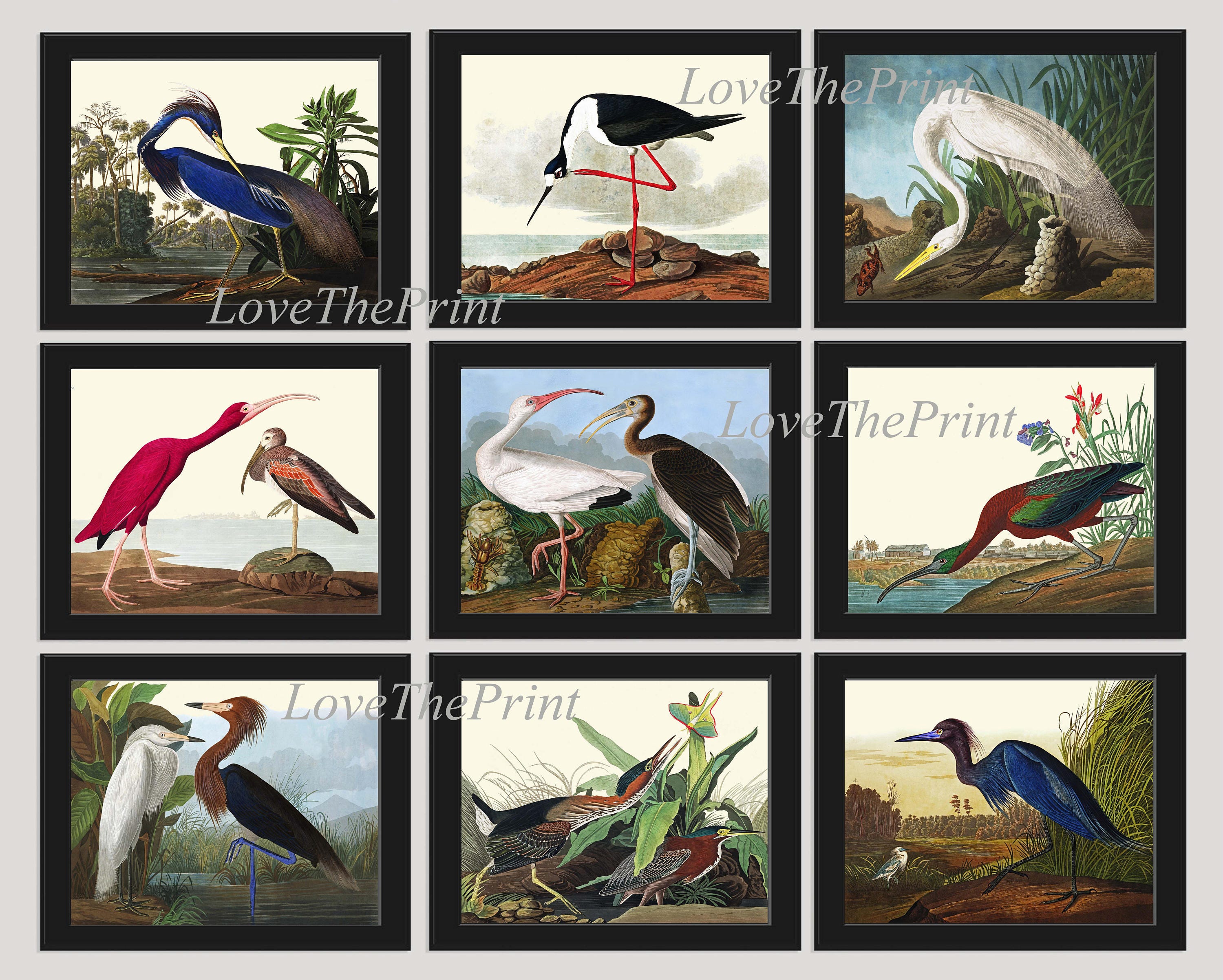 Framed Audubon Prints for sale 77 ads for used Framed Audubon Prints