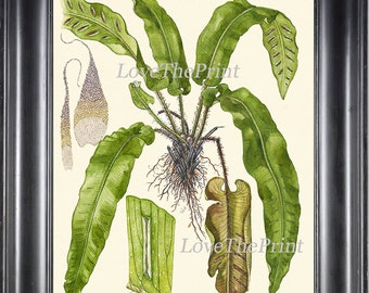 Antique Fern Lindman  Botanical Art Print 3 Antique Beautiful Green Ferns Forest Nature Natural Science to Frame Home Room Wall Decor