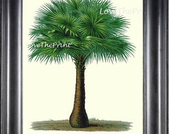 BOTANICAL PRINT Houtte Flower  Botanical Art Print 127 Beautiful Antique Palm Tree Australian Cabbage Palm Tropical Home Decor to Frame