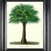 see more listings in the FERNS, PALMS, TREES section