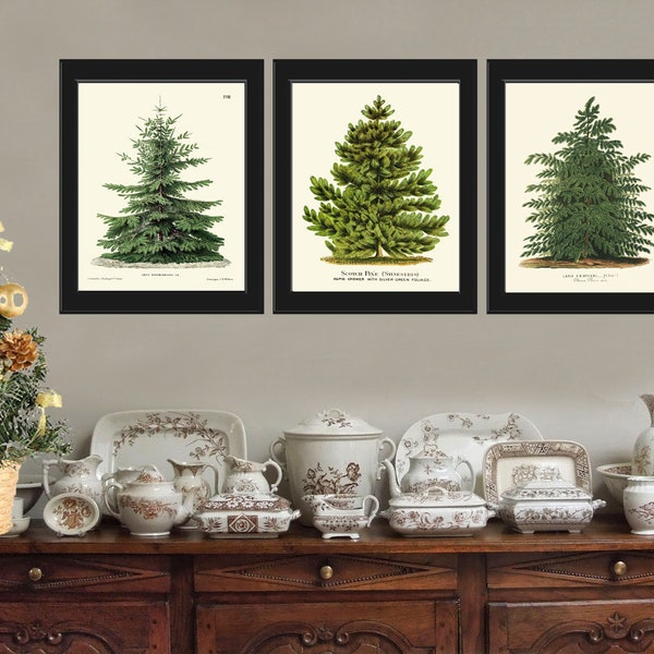 Christmas Tree Print SET of 3 Prints Botanical Beautiful Antique Nordmann Caucasian Fir Norway Spruce Japanese Larch Pine Home Wall Decor
