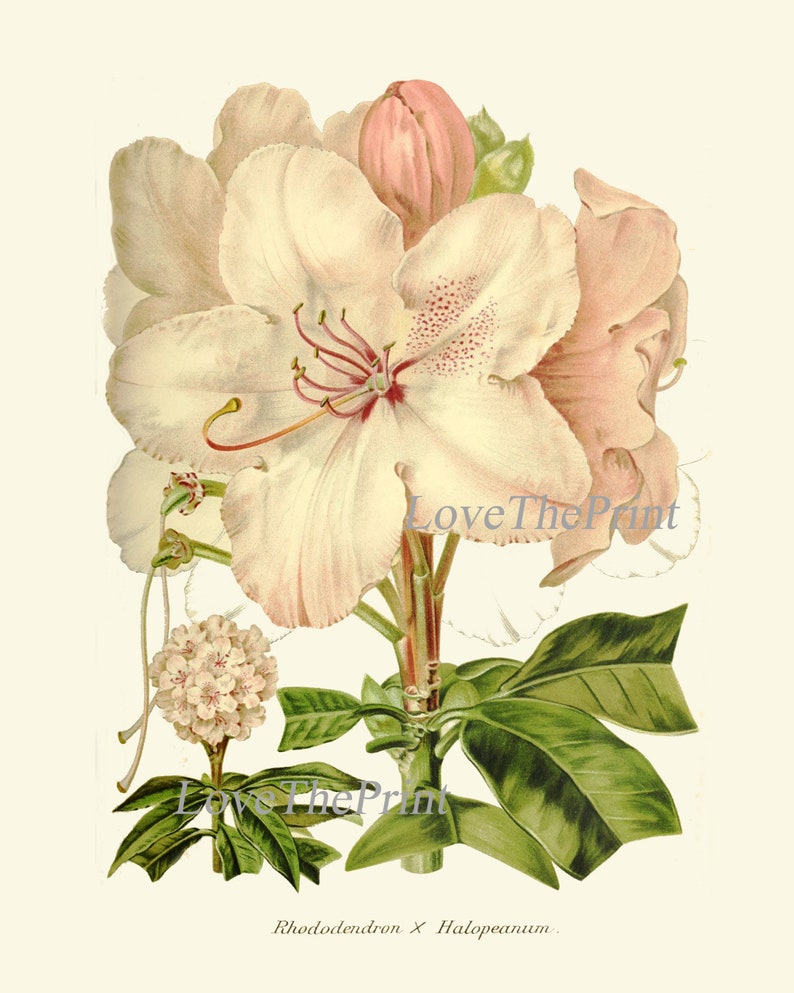 Botanical Wall Art Print SET of 4 Beautiful Antique White Flowers Lily of the Valley Rhododendron Morning Glory Moonflower Catalpa Decor IH