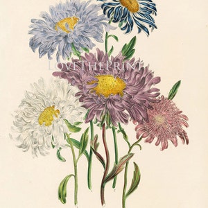 Botanische PRINT Loudon botanische kunst Print 26 prachtige antieke China Aster wit paars Violet bloementuin afbeelding 2