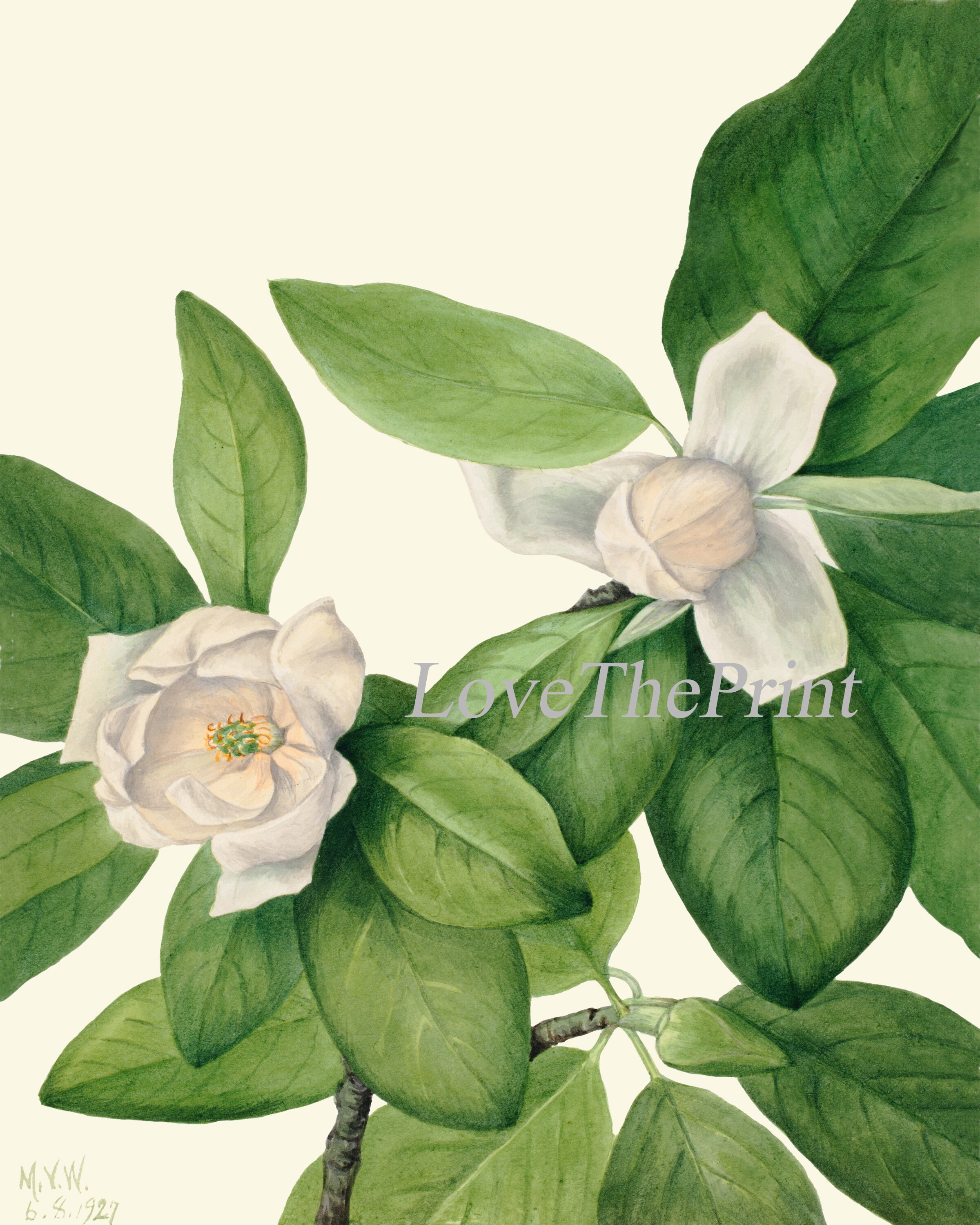 White Magnolia BOTANICAL Print SET of 6 Prints Antique Vintage | Etsy