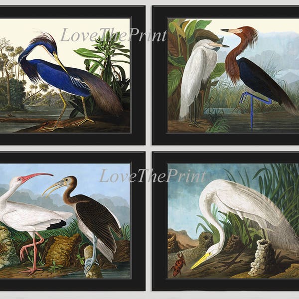 Audubon Bird Art Print Set of 4 Prints Beautiful Antique White Ibis Blue White Purple Heron Lake Nature Illustration Home Wall Decor