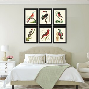 Bird Print Art NOD200 Beautiful Antique Large Red White Toucan Tropical Rainforest Nature Natural Science Wall Home Room Decor to Frame image 4