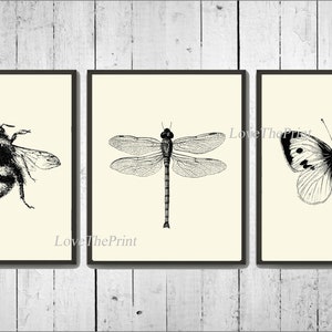 Bee Bumblebee Dragonfly Butterfly SET of 3 Art Prints Beautiful Vintage Antique Black and White Illustration Ivory Background to Frame