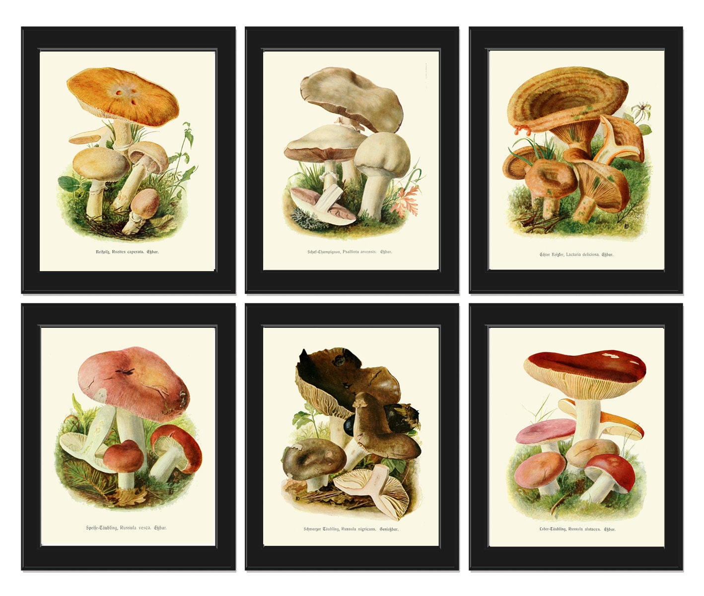 Botanical Mushrooms Print Set of 6 Antique Wall Art Beautiful | Etsy