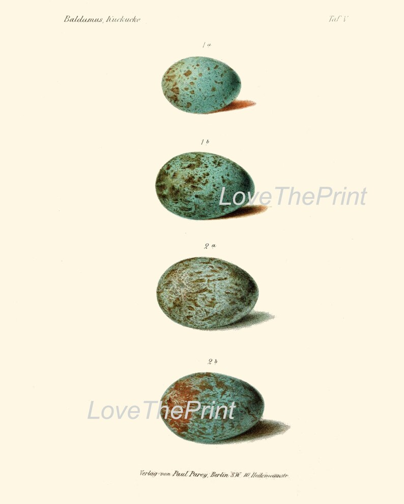 BIRD EGGS Print Art B35 Beautiful Antique Bird Eggs in Beige Etsy