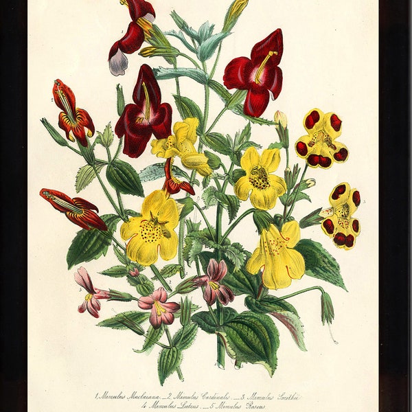 BOTANICAL PRINT Loudon Flower  Botanical Art Print 75 Beautiful Antique Mumilus Spring Summer Garden Flowers to Frame