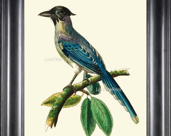 Bird Print  Art NOD597 Beautiful Antique Blue Cyanean Crow Illustration Decoration Wall Hanging Home Room Decor Forest Nature to Frame