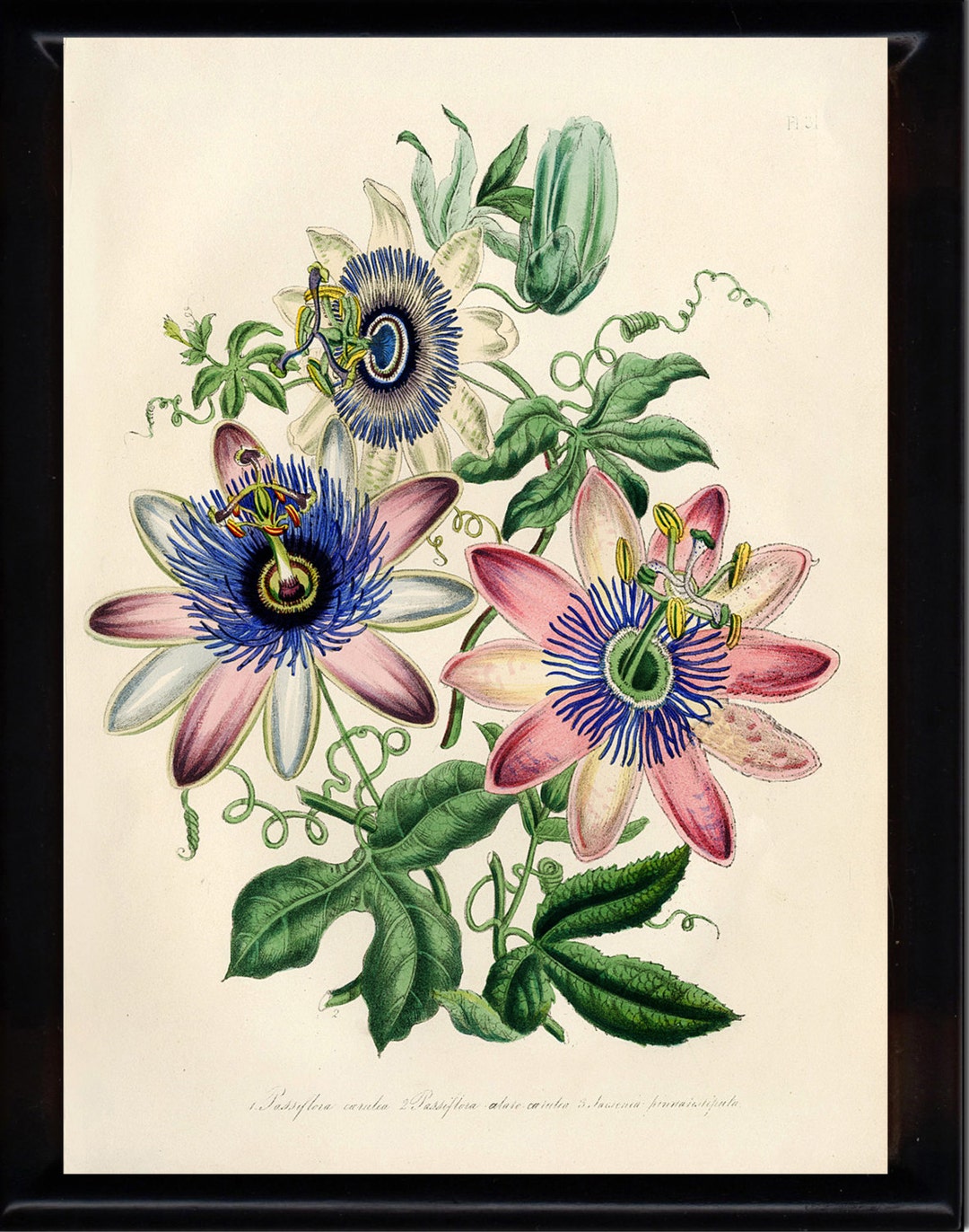 BOTANICAL PRINT Loudon Flower Botanical Art Print 9 Beautiful Antique ...