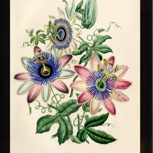 BOTANICAL PRINT Loudon Flower  Botanical Art Print 9 Beautiful Antique Pink White Blue Passion Flower Spring Garden