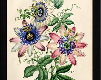BOTANICAL PRINT Loudon Flower  Botanical Art Print 9 Beautiful Antique Pink White Blue Passion Flower Spring Garden