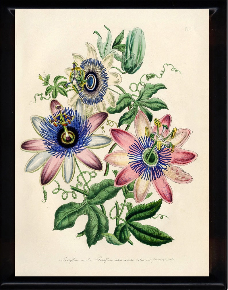 BOTANICAL PRINT Loudon Flower Botanical Art Print 9 Beautiful Antique Pink White Blue Passion Flower Spring Garden image 1