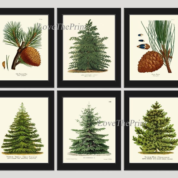 Christmas Tree Print SET of 6 Botanical Antique Pine Cone Nordmann Caucasian Fir Scotch Pine Norway Spruce Japanese Larch Home Wall Art