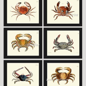 Antique Crab Print Set of 6 Wall Art Decor Beautiful Vintage Illustration Sea Ocean Coastal Marine Decor Bathroom Home Wall Decoration JFWH