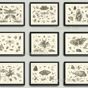 Botanical Print Set of 9 Art  Beautiful Antique Dragonfly Butterfly Beetle Moth Spider Spring Summer Garden Insects Home Wall Decor