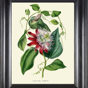 BOTANICAL PRINT HOUTTE  Art Print 166 Beautiful Antique Passion Flower llustration Interior Design Picture Tropical Room Decor to Frame