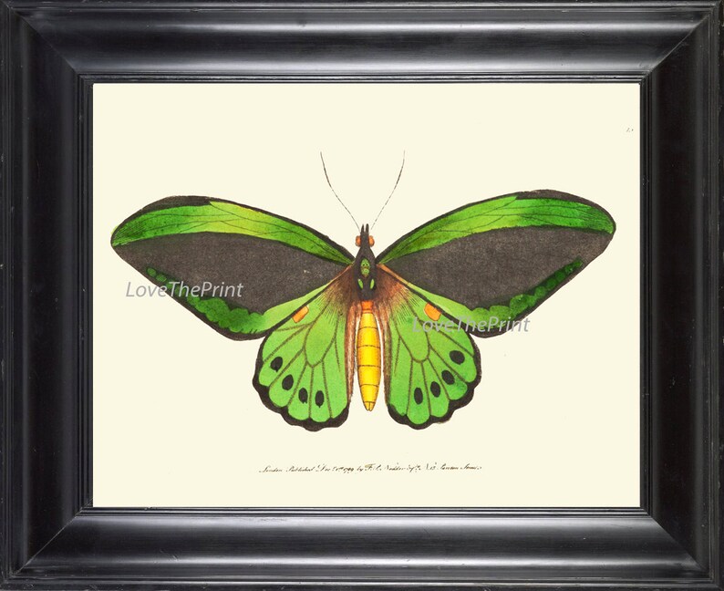 BUTTERFLY PRINT Botanical Art Print NOD38 Beautiful Green | Etsy