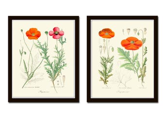 Juego de 2 impresiones botánicas de amapolas rojas para pared, estilo vintage, antiguo, colorido, con bonitas flores silvestres, decoración de casa de campo, naturaleza para enmarcar RGH