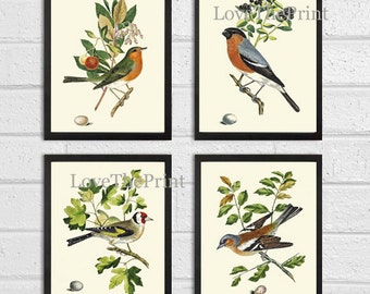 Bird Print Set of 4 Art Prints Beautiful Antique Tree Branch Egg Berries Botanical Green Forest Garden Nature Illustration Decor to Frame JC