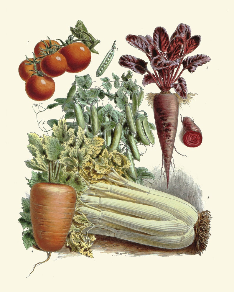 Botanical Vegetable Print Set of 6 Art Redoute Antique - Etsy