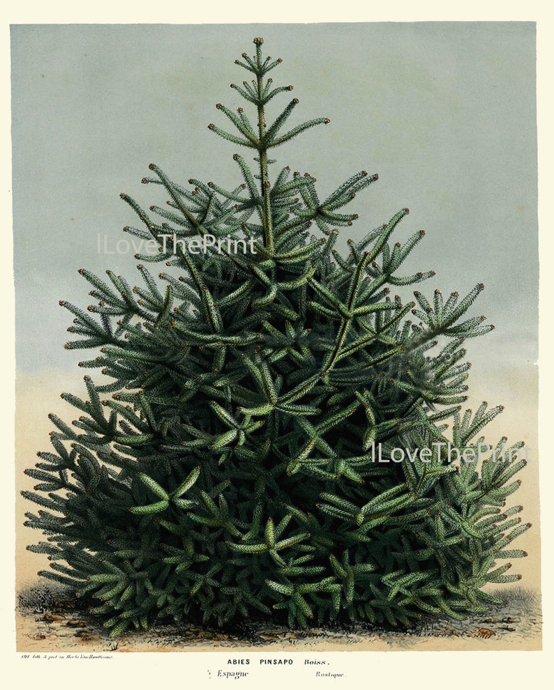 BOTANICAL PRINT HOUTTE Art Print 83 Beautiful Large Green Pine - Etsy