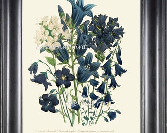 BOTANICAL PRINT Loudon Flower  Botanical Art Print 79 Beautiful Blue Antique Campanula Flowers Garden