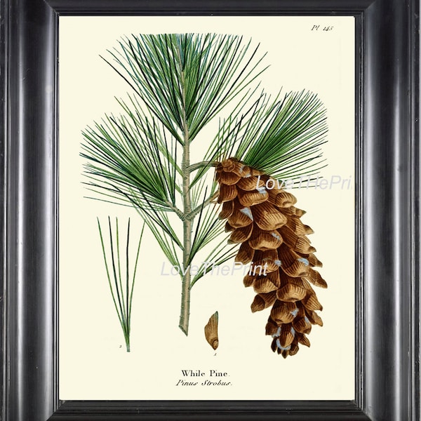 BOTANICAL PRINT Redoute  Art Print 331 Beautiful While Pine Pinecone Tree Branch Fall Winter Christmas Forest Nature Home Wall Decor