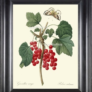 BOTANICAL PRINT Redoute Flower  Art 335 Beautiful Antique Red Currant Berries Fruit Garden Plant Butterfly Illustration Wall Decor