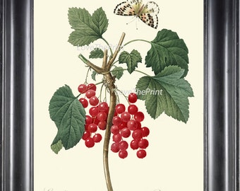 BOTANICAL PRINT Redoute Flower  Art 335 Beautiful Antique Red Currant Berries Fruit Garden Plant Butterfly Illustration Wall Decor