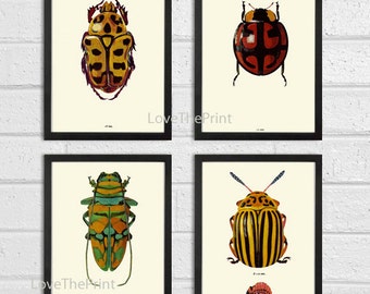 Beetle Print SET of 4 Art Print Antique Beetles Ladybug Insect Illustration Garden Forest Nature Home Wall Decor Interior Design to Frame
