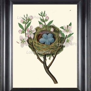 Bird Blue Eggs Nest Wall Art Print B37 Beautiful Blooming Fruit Apple Tree Flowers Spring Branch Antique Illustration Home Decor to Frame image 1