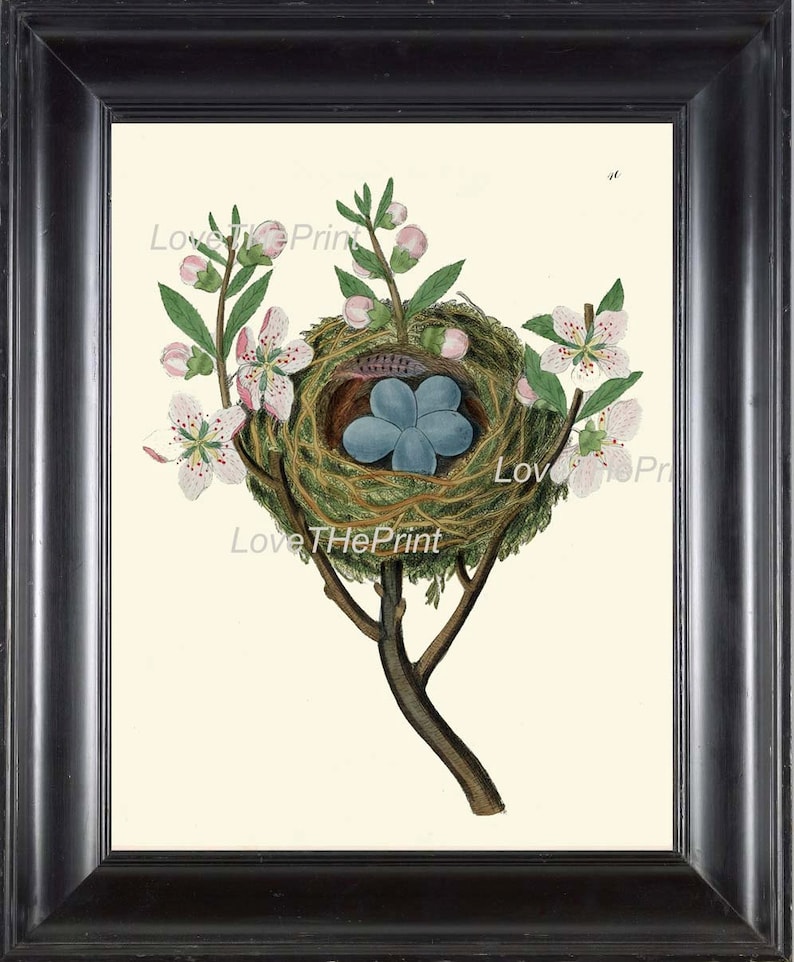 Bird Blue Eggs Nest Wall Art Print B37 Beautiful Blooming Fruit Apple Tree Flowers Spring Branch Antique Illustration Home Decor to Frame image 1