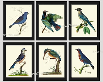 Bird Print Set of 6 Antique  Beautiful Birds Blue Jay Blue Grosbeak Chaterrer Bird Cyanean Crow Home Room Wall Decor to Frame NODD