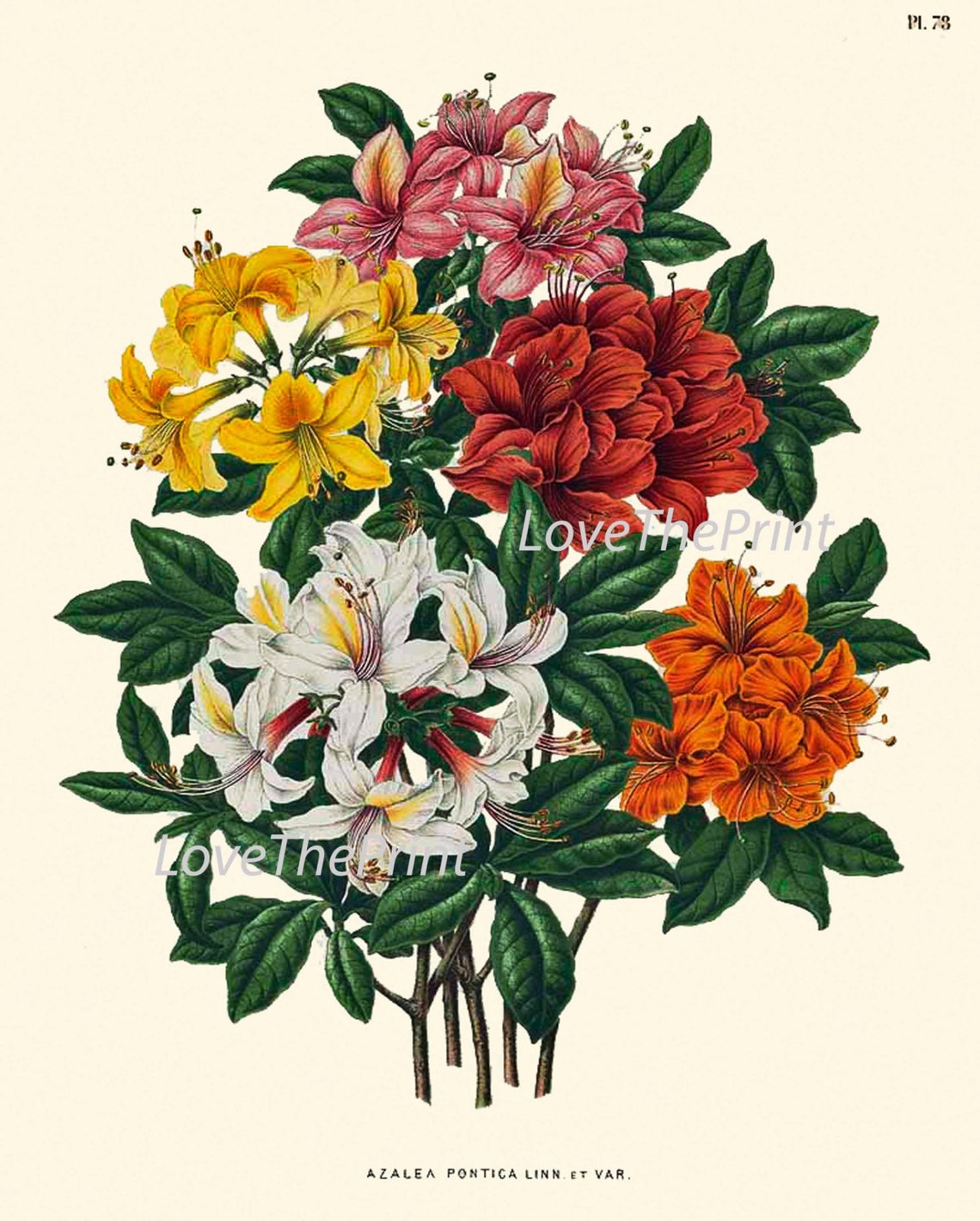 Botanical Print Set of 6 Flowers Wall Art Colorful Passion | Etsy