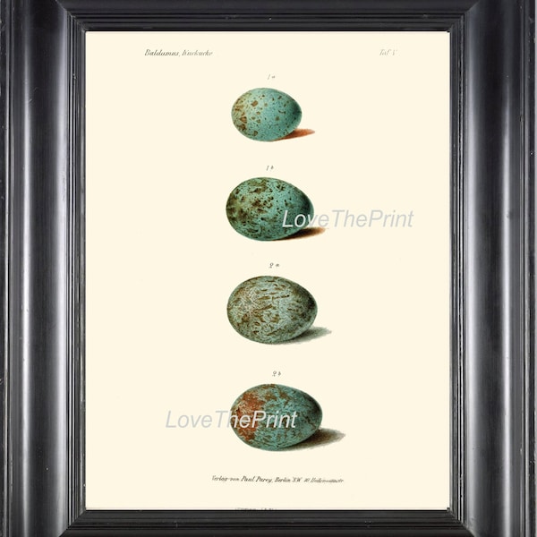 BIRD EGGS Print  Art B35 Beautiful Antique Bird Eggs in Beige Aqua Blue Chart Illustration Picture Wall Home Room Forest Nature to Frame