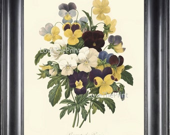 BOTANICAL PRINT Redoute  Art Print 356 Beautiful Pansies Antique Flowers Wall Home Decoration Spring Summer Garden Nature Plant to Frame