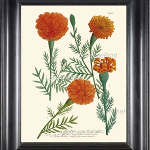 BOTANICAL PRINT  Art Print W1 Beautiful Antique Marigolds Orange Garden Nature to Frame Interior Design Home Decor Room Wall Decoration
